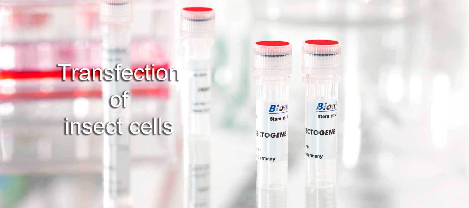 INSECTOGENE