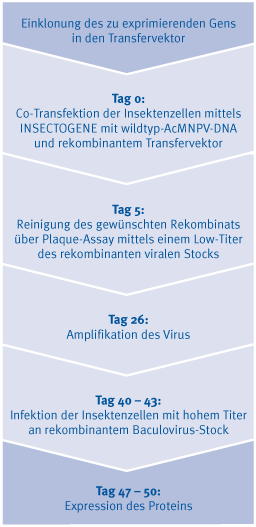 Zeitskala für die Proteinexpression mit dem Baculovirus Expression Vector System