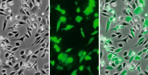 Lichtbild, Fluoreszenzbild und überlagertes Bild nach der Transfektion von 293T Zellen mit pCMV-GFP und METAFECTENE® PRO