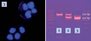 Contamination of H441-Luc cells with mycoplasma and detection using MycoSPY