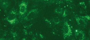 Proteofektion von A549-Zellen mit gegen Giantin – ein Membranprotein des Golgi-Apparats – gerichteten und AlexaFluor®488 gelabelten Antikörpern mit Hilfe von PROTEOfectene® AB