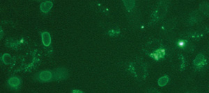 Proteofektion von A549-Zellen mit PROTEOfectene® AB und AlexaFluor®488 gelabelten Antikörpern