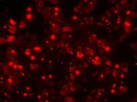 Fluoreszenzbild nach der Proteofektion von HepG2 Zellen mit R-Phycoerythrin
