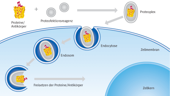 Schematische Darstellung der Prozesse bei einer Proteofektion | Biontex