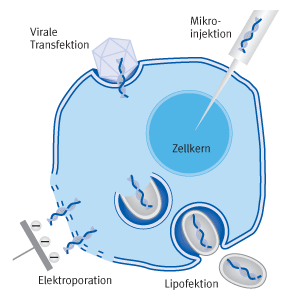Verschiedene Methoden der Transfektion | Biontex