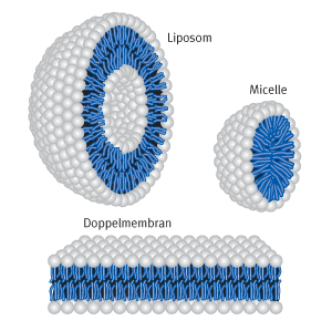 Liposom, Micelle und Doppelmembran kationischer Lipide | Biontex