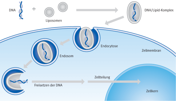 Schematische Darstellung der Prozesse bei einer Transfektion mit kationischen Liposomen (Lipofektion) | Biontex